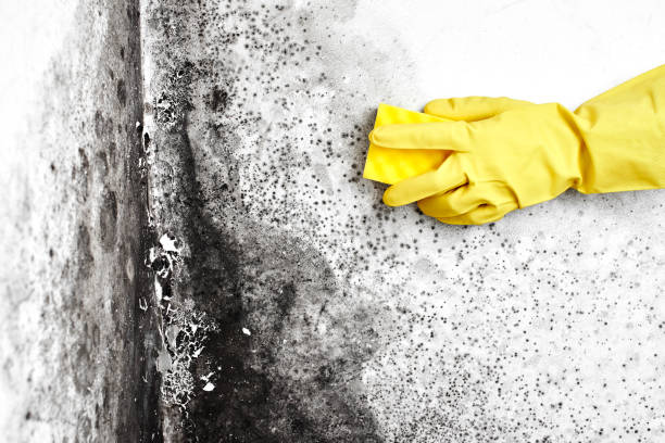 Best Local Mold Removal Service  in Kilauea, HI