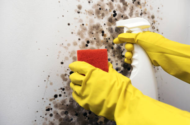 Mold Removal and Inspection in Kilauea, HI