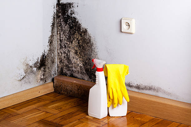 Best Mold Damage Repair  in Kilauea, HI