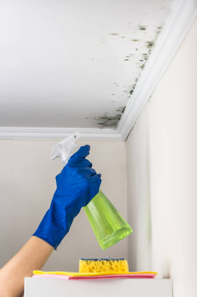 Best Toxic Mold Removal  in Kilauea, HI